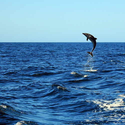 Dive with dolphins in Drake Bay