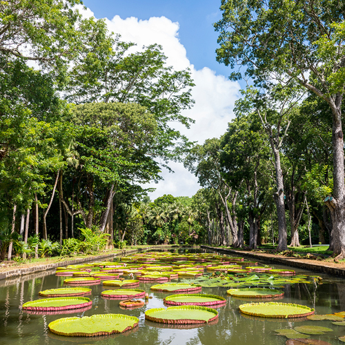 Read palms in the Botanical Garden