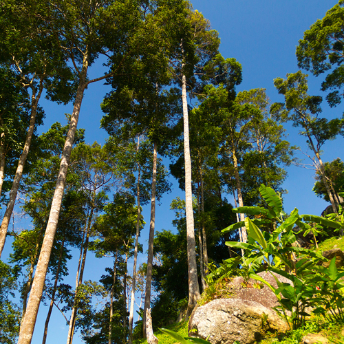 Scale the hilltop tip of Koh Samui
